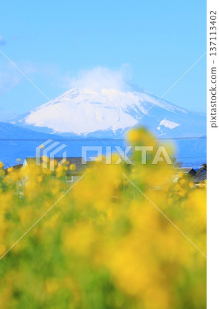 Soleil Hill Rape blossoms and Mt. Fuji Soleil Hill Rape blossoms and Mt. Fuji 137113402