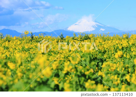 Soleil Hill強姦花和富士山 Soleil Hill強姦花和富士山 137113410