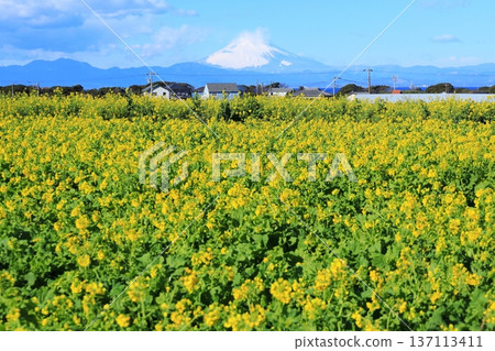 Soleil Hill強姦花和富士山 137113411