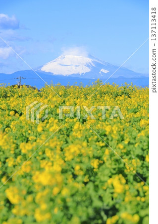 Soleil Hill Rape blossoms and Mt. Fuji Soleil Hill Rape blossoms and Mt. Fuji 137113418