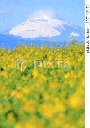 Soleil Hill強姦花和富士山 Soleil Hill強姦花和富士山 137113421