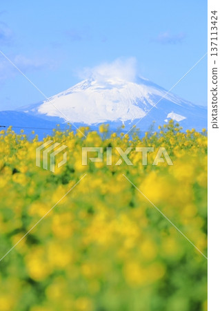 Soleil Hill強姦花和富士山 Soleil Hill強姦花和富士山 137113424