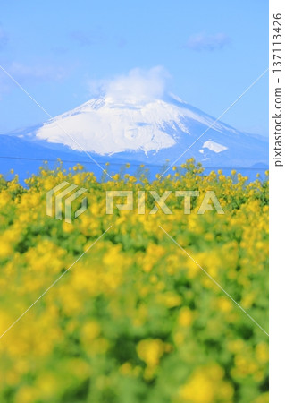 Soleil Hill強姦花和富士山 Soleil Hill強姦花和富士山 137113426
