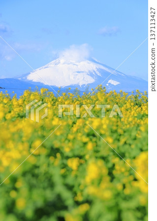 Soleil Hill強姦花和富士山 Soleil Hill強姦花和富士山 137113427