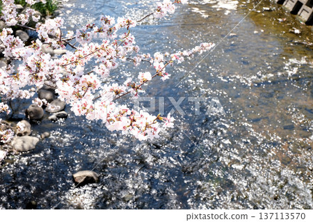 Iwakura City, Aichi Prefecture_Gojo River and Cherry Blossoms 1_April 2025 Iwakura City, Aichi Prefecture_Gojo River and Cherry Blossoms 1_April 2025 137113570