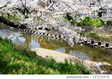 Iwakura City, Aichi Prefecture_Gojo River and Cherry Blossoms 4_April 2025 Iwakura City, Aichi Prefecture_Gojo River and Cherry Blossoms 4_April 2025 137113573