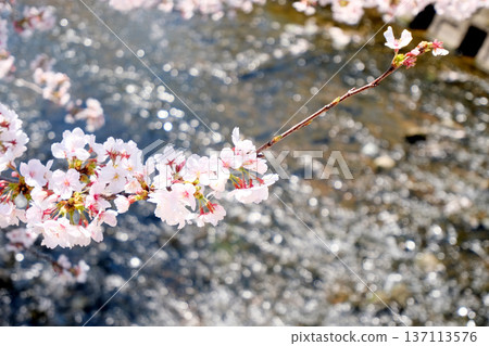 Iwakura City, Aichi Prefecture_Gojo River and Cherry Blossoms 7_April 2025 Iwakura City, Aichi Prefecture_Gojo River and Cherry Blossoms 7_April 2025 137113576