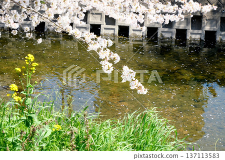 Iwakura City, Aichi Prefecture_Gojo River and Cherry Blossoms 14_April 2025 Iwakura City, Aichi Prefecture_Gojo River and Cherry Blossoms 14_April 2025 137113583