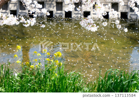 Iwakura City, Aichi Prefecture_Gojo River and Cherry Blossoms 15_April 2025 Iwakura City, Aichi Prefecture_Gojo River and Cherry Blossoms 15_April 2025 137113584