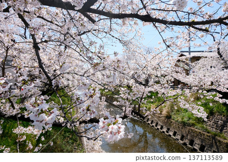 愛知縣岩倉市_五條川沿岸櫻花_2025年4月18日 愛知縣岩倉市_五條川沿岸櫻花_2025年4月18日 137113589
