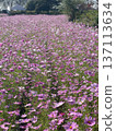 Cosmos in Kuju Flower Park 137113634