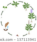 Life cycle of sage plant growth on a white background. 137113941