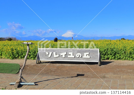 Soleil Hill Rape Field and Mt Fuji Soleil Hill Rape Field and Mt Fuji 137114416