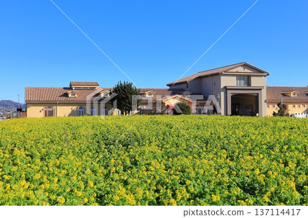 Soleil Hill Rape Field and Mt Fuji 137114417
