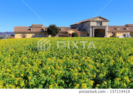 Soleil Hill Rape Field and Mt Fuji Soleil Hill Rape Field and Mt Fuji 137114419