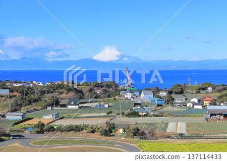 Soleil Hill Rape Field and Mt Fuji 137114433