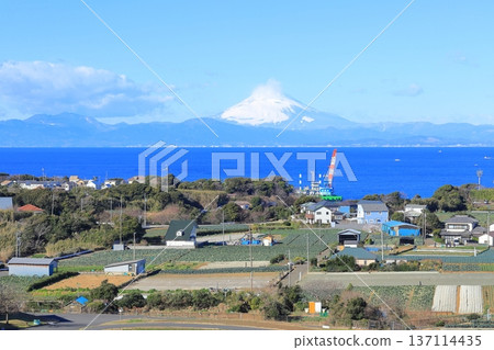 Soleil Hill Rape Field and Mt Fuji 137114435
