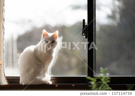 A cat's window 137114739