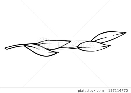 Branch with leaves. Black and white vector drawing of a tropical liana with leaves. Hand-drawn outline drawing of tropical leaves. Botanical illustrations of tropical foliage for summer designs 137114770