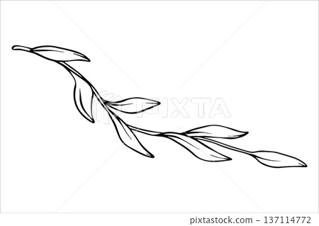 Branch with leaves. Black and white vector drawing of a tropical liana with leaves. Hand-drawn outline drawing of tropical leaves. Botanical illustrations of tropical foliage for summer designs Branch with leaves. Black and white vector drawing of a tropical liana with leaves. Hand-drawn outline drawing of tropical leaves. Botanical illustrations of tropical foliage for summer designs 137114772