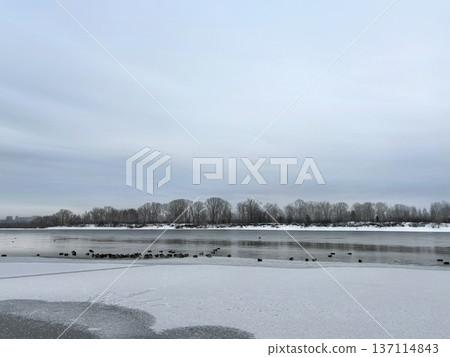 A freezing river with ducks. Landscape cloudy sky, gray colors 137114843
