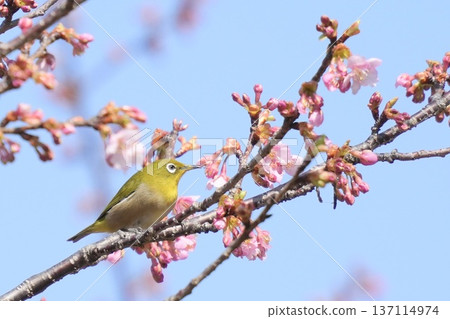 白眼花與櫻花－春日景象 137114974