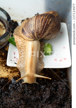 Big snail achatina pet portrait. Animal at home 137114977