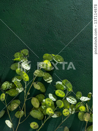 Green leafy spring background. Lunaria leaves. Dried flower plant. Copy space 137114978