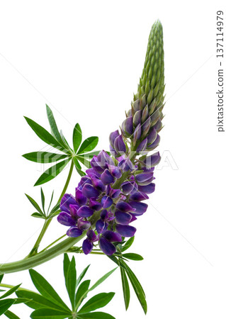 Lupine flower isolated on white background 137114979