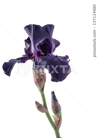 Iris flower isolated on background. Iris flower isolated on background. 137114980
