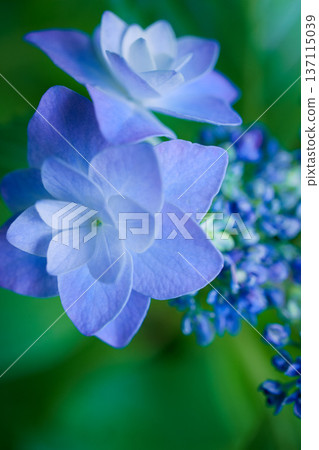 藍色繡球花 137115039