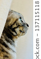 A cat who found something 137115118