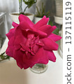 A red rose 137115119
