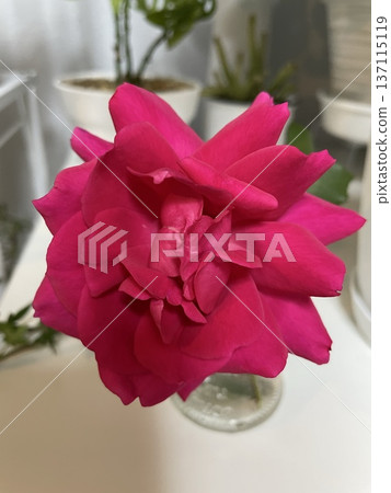 A red rose A red rose 137115119