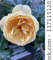 Yellow rose 137115120