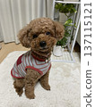 Looking up toy poodle 137115121