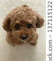 Looking up toy poodle 137115122