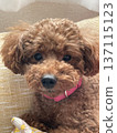 Toy poodle looking at me 137115123