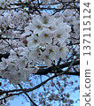 Cherry blossoms in full bloom shining in the blue sky 137115124