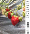 Strawberries grown in a greenhouse 137115125