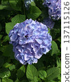 A close-up photo of blue hydrangeas 137115126