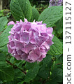 Hydrangea wet in the rain 137115127