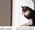 貓咪在窗邊梳理毛髮。 137115165