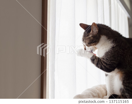 Cat grooming itself by the window Cat grooming itself by the window 137115165