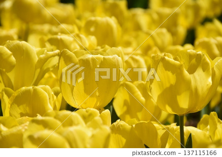 Yellow tulip flower field blooming in spring park Yellow tulip flower field blooming in spring park 137115166