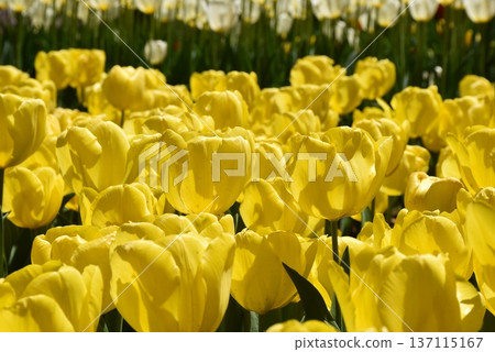 Yellow tulip flower field and white tulips Spring park scenery Yellow tulip flower field and white tulips Spring park scenery 137115167