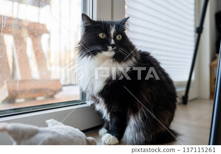 Fluffy black and white cat sitting by window at home watching indoors scene 137115261