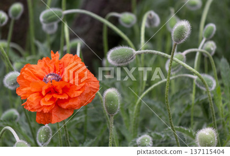 A single blooming poppy flower in the field 137115404