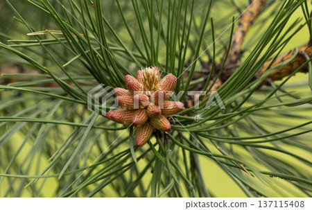 Blooming pine cones in close-up on a pine background 137115408