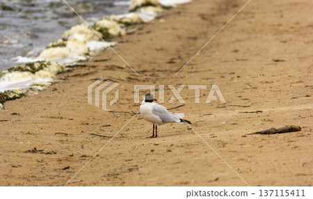An ordinary summer day with a seagull on the sand near the water An ordinary summer day with a seagull on the sand near the water 137115411